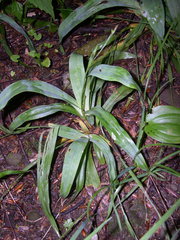 Careyanae