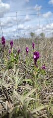 Anacamptis