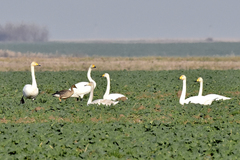 Anser serrirostris rossicus