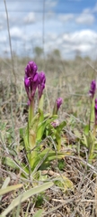 Anacamptis