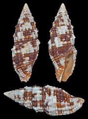 Vexillum crocatum