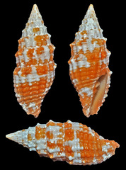Vexillum crocatum