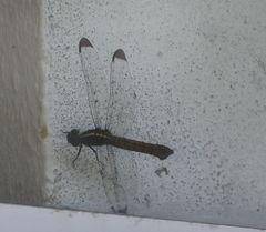Thermorthemis madagascariensis