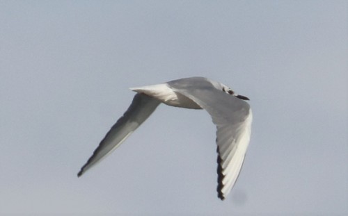 iNaturalist observation 2022-04-09