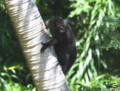 Eulemur macaco