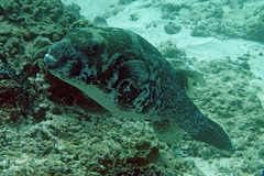 Arothron caeruleopunctatus