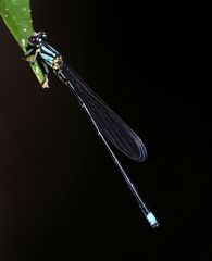 Pseudagrion merina