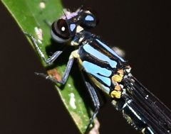 Pseudagrion merina
