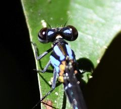 Pseudagrion merina