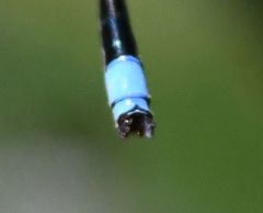 Pseudagrion merina