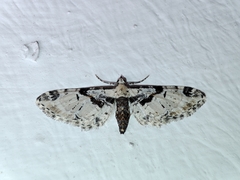 Eupithecia extremata