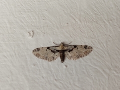 Eupithecia extremata