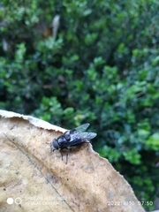 Copestylum mexicanum