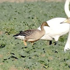 Anser serrirostris rossicus