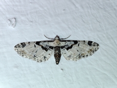 Eupithecia extremata