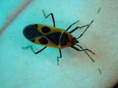 Physopelta roseni