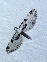 Eupithecia extremata