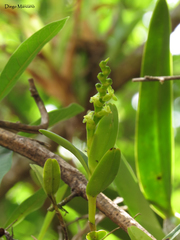 Epidendrum cardiophorum