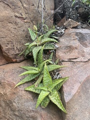 Aloe petrophila