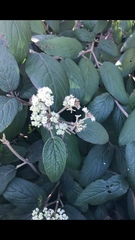Viburnum × rhytidophylloides