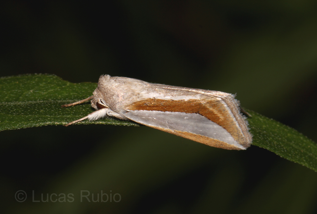 Cucullia argyrina