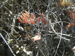 Lampranthus peacockiae