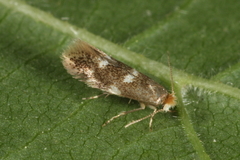 Bucculatrix cidarella