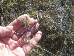 Lampranthus peacockiae