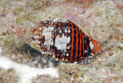Vexillum crocatum