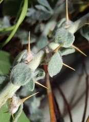 Sclerolaena birchii