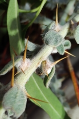 Sclerolaena birchii