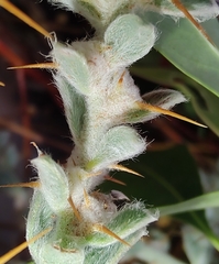 Sclerolaena birchii