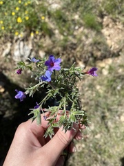 Lithodora