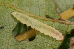 Bucculatrix frangutella