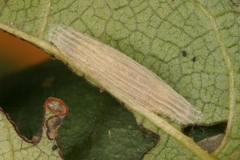 Bucculatrix frangutella