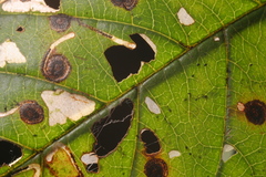 Bucculatrix frangutella