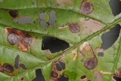 Bucculatrix frangutella