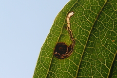 Bucculatrix frangutella