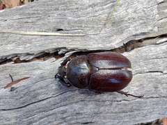 Haploscapanes barbarossa