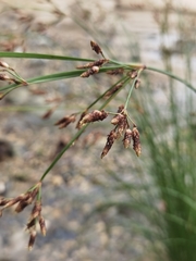 Cyperaceae