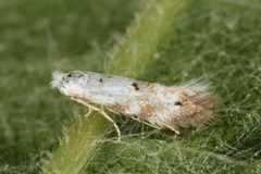 Bucculatrix frangutella