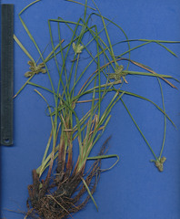 Cyperus pallidicolor