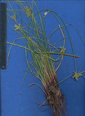 Cyperus pallidicolor