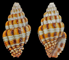 Vexillum discolorium