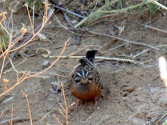 Emberiza tahapisi nivenorum