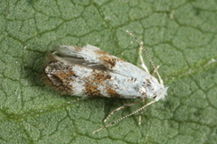 Bucculatrix frangutella