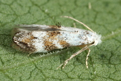 Bucculatrix frangutella