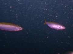 Caesioscorpis theagenes