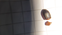 Calathus melanocephalus