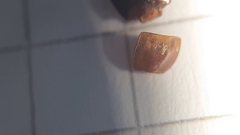 Calathus melanocephalus